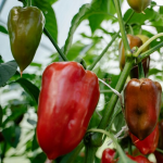 сорти солодкого перцю