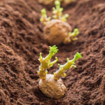 Коли садити ранню картоплю, щоб не втратити врожай через заморозки