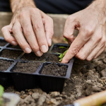 Повний місячний посівний календар на березень 2026 року: не пропустіть ці дні