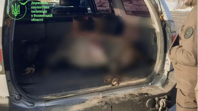 Убив самку дикого кабана — заплатить копійки: на Волині судили браконьєра