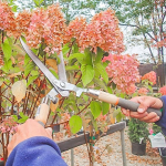 Осіння обрізка гортензії: які кущі потрібно різати, а які краще не чіпати