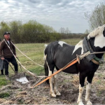 Як на Волині садять картоплю «під коника»: важка щоденна праця родини