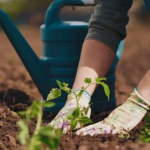 Що варто посадити на городі вже зараз, а що краще відкласти до теплої погоди: не зробіть цю помилку