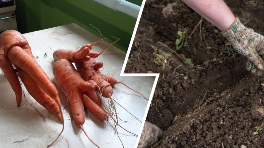 Як виростити ідеальну моркву: секрети пухкого ґрунту та правильного поливу
