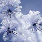 Тріскучі морози повертаються: коли в Україні очікувати аномальні -24°C