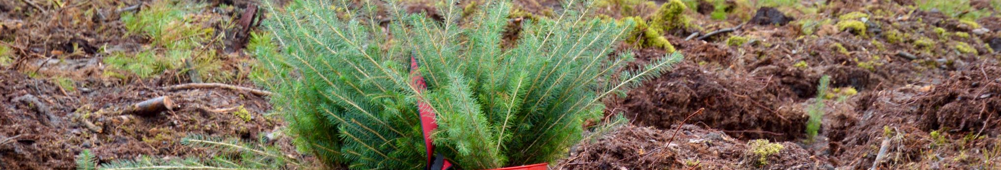 На Волині висадили «Ліс памʼяті» на честь воїна-лісівника Миколи Курана