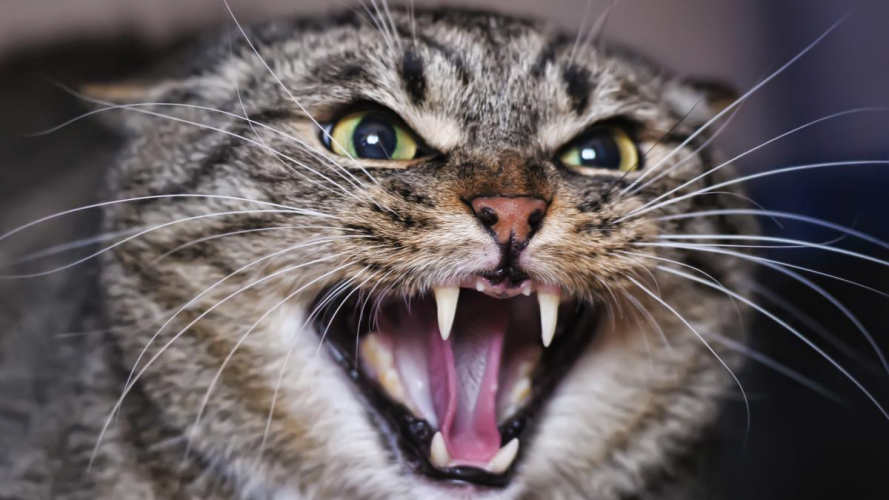 Як поводиться кішка, коли відчуває небезпеку - тривожні сигнали