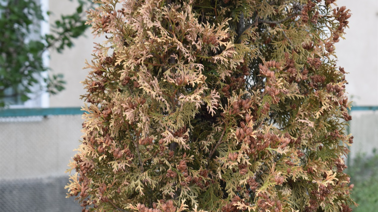 туя жовтіє та чорніє