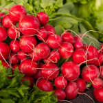 Як отримати гарний урожай редиски