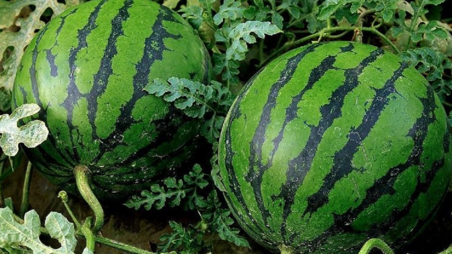 як вибрати спілий кавун