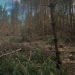 На Волині вирубали сотні дерев на понад 6,5 мільйонів гривень