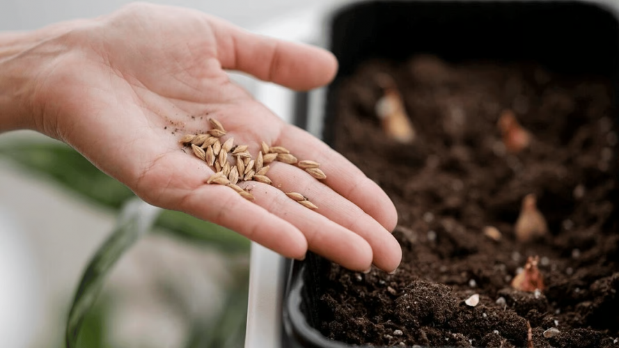 Як «розбудити» насіння, яке довго не сходить - лайфхак