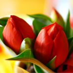 В чому секрет великих тюльпанів: п'ять правил догляду, які гарантують пишне цвітіння