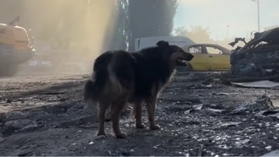 собака Джесі, ракетний удар на київ