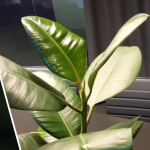 Як зробити фікус здоровим і зеленим без дорогих добрив