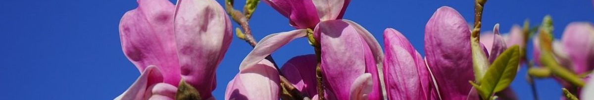 Чому магнолія може зачахнути після зими і як її врятувати: поради для пишного цвітіння