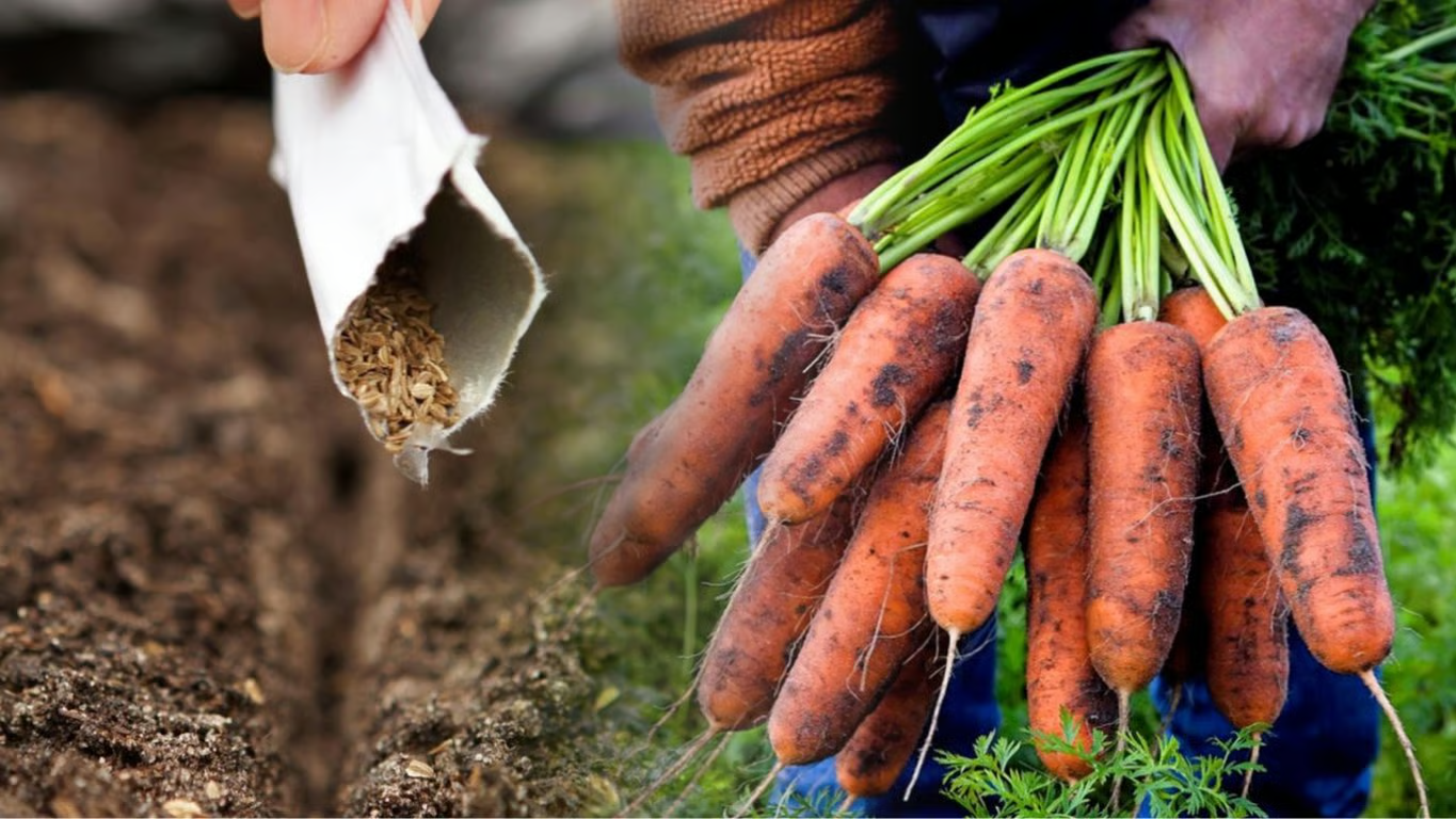 Коли і як сіяти моркву під зиму у листопаді 2025 року, щоб потім не проривати і які сорти обрати