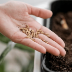 Як «розбудити» насіння, яке довго не сходить - лайфхак