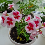 Секрет цвітіння за «3 копійки»: як змусити герань зацвісти у січні, як улітку