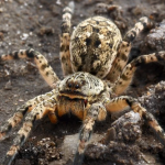 Нашестя тарантулів в Україні: чи є небезпека для Волині?