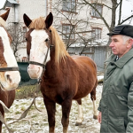 Коли кінь - не символ, а помічник: як живе й працює міський господар Володимира