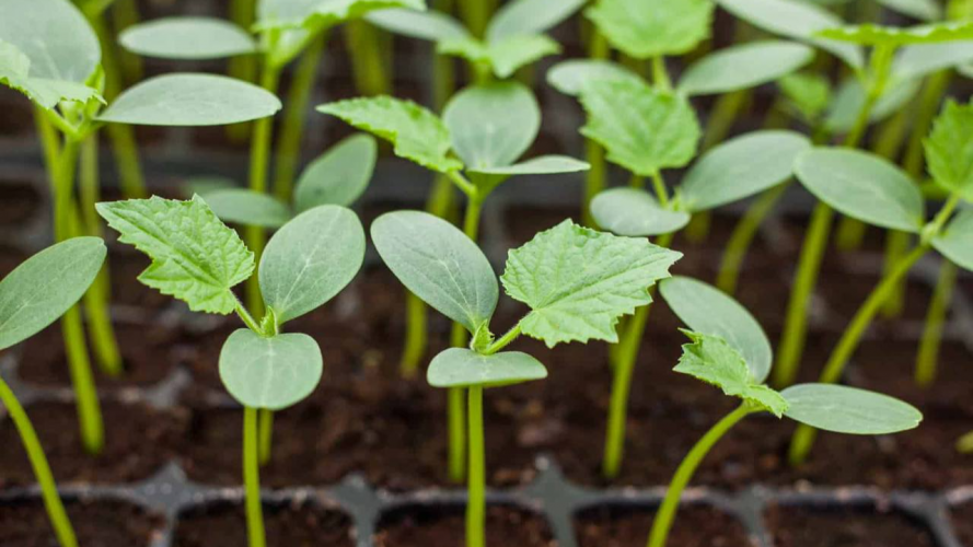 Коли садити огірки у квітні: орієнтуємось на погоду, а не дати