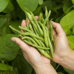 Коли після Великодня садити квасолю у відкритий ґрунт: найкращі дні у другій половині квітня 2026