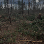 На Волині незаконно вирубали лісу на понад 11 мільйонів гривень