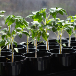 Коли сіяти томати на розсаду: місячний календар на лютий і березень 2026