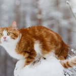 погода в Україні