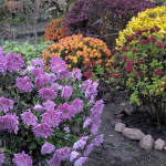 Грудневі квіти у Луцьку: пенсіонерки понад 20 років доглядають клумби на подвір’ї багатоповерхівки