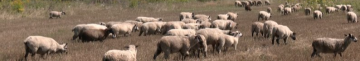 Розводить овець рідкісної породи: фермер з Волині 8 років займається вівчарством