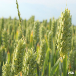 На Волині готуються до весняної посівної: що посіють на майже 600 тисяч гектарах землі