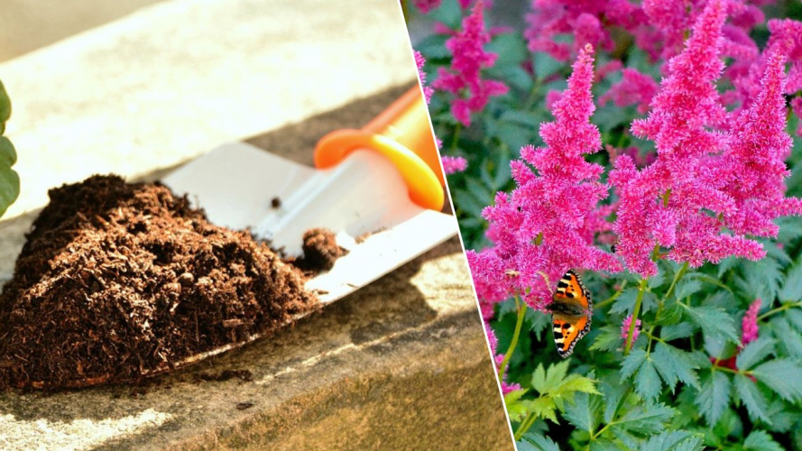 Що посадити в тіні: три рослини, які ростуть без сонця