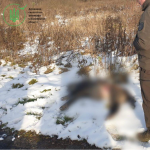 На Волині затримали браконьєра, який застрелив самку дикого кабана