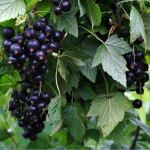 вирощування смородини, підживлення смородини