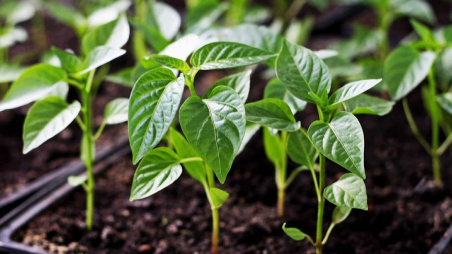 вирощування розсади перцю, підгодівля розсади перцю