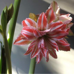 Найгарніший зимовий вазон з гігантськими квітами: як посадити гіпеаструм, щоб уже через кілька днів милуватися красою