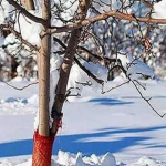 Агрономи радять удобрювати дерева та кущі деревним попелом взимку для покращення ґрунту та врожайності.