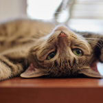 Як відучити кота лазити на стіл: поради ветеринарів