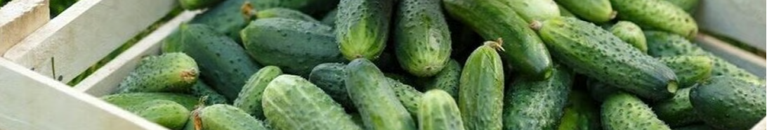 Як виростити великий врожай огірків