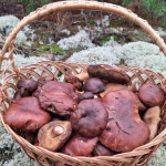 Василь Овдіюк збирає гриби у грудні