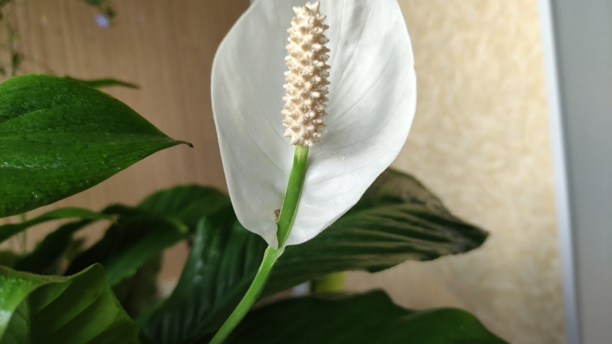 Спатифілліум або жіноче щастя: як правильно пересадити рослину у горщик
