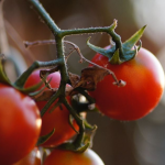 Молоді помідорки вже у червні: як правильно сіяти томати під зиму