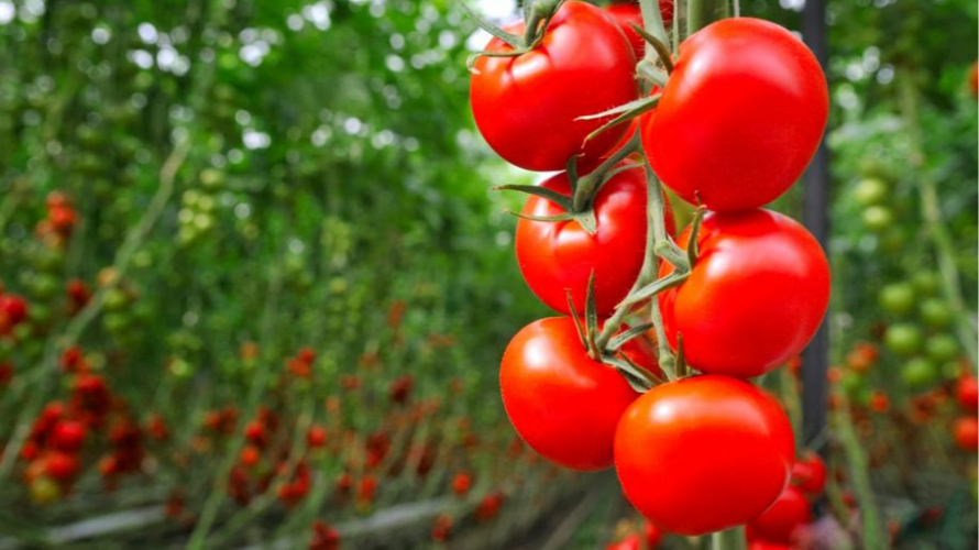 Ультраранні сорти помідорів: отримаєте врожай вже у травні
