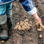 Коли садити картоплю після Великодня: найкращі дати за місячним календарем