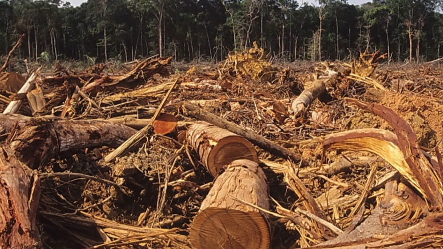 На Волині керівник фірми незаконно вирубав ліс на понад 400 тисяч гривень