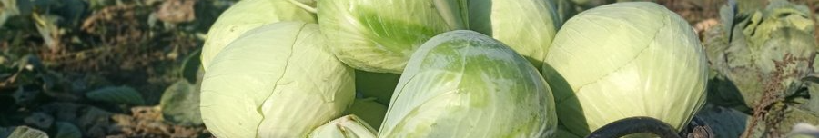 «Син купив розсаду — а ми продовжили його справу»: історія родини з Волині, яка вирощує капусту