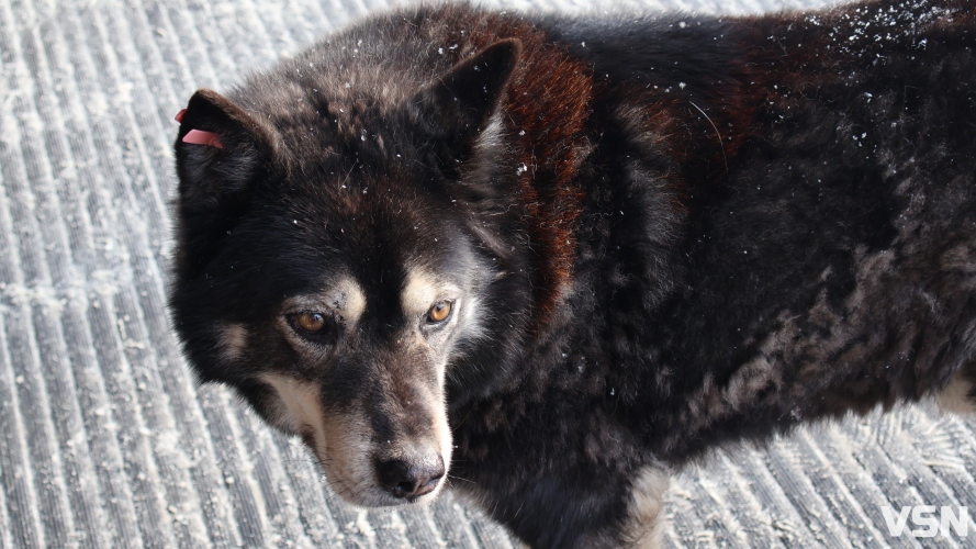 У  Нововолинську зграї безпритульних собак лякають дітей і батьків