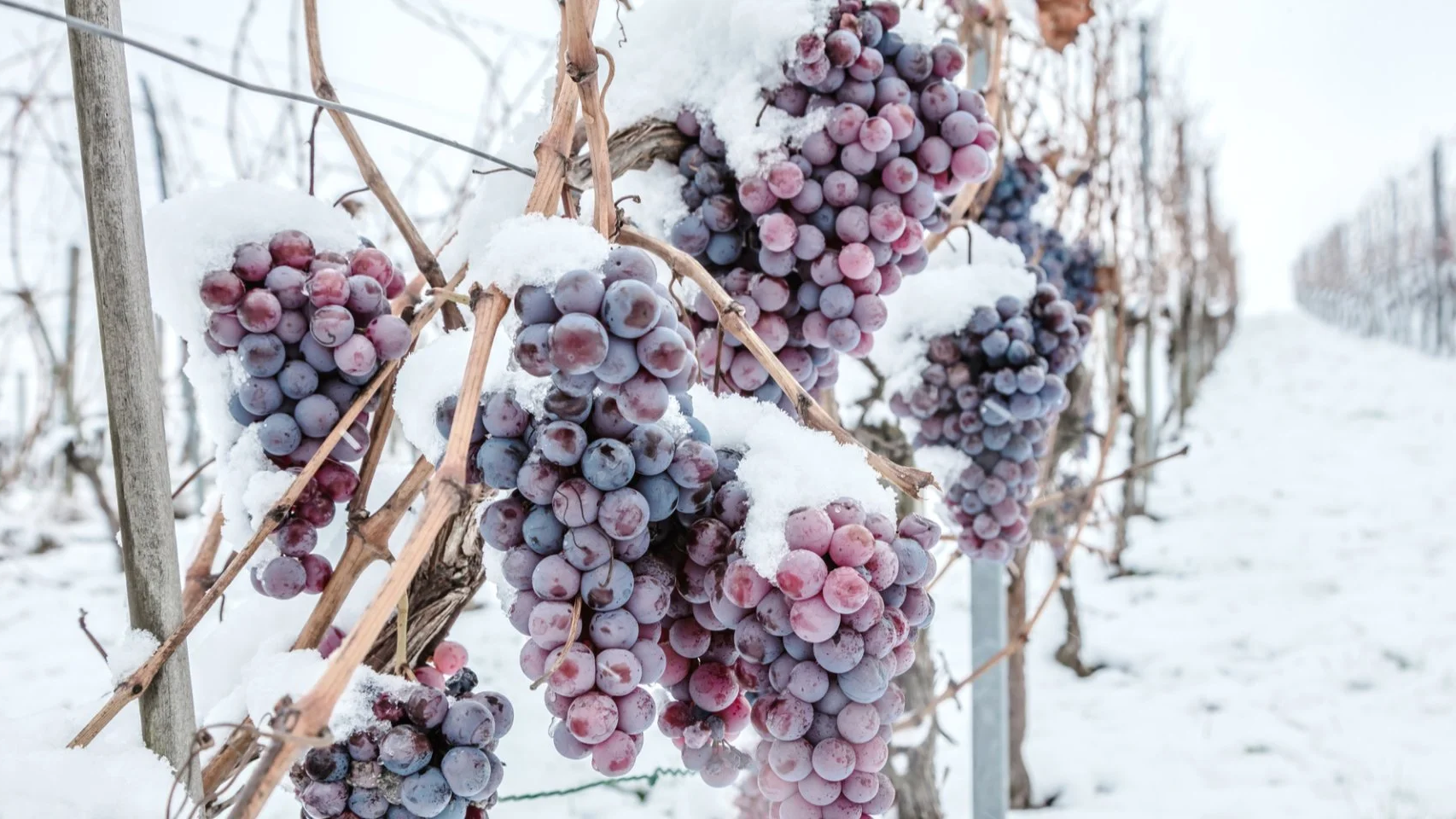 Попереду сильні морози: як укрити виноград просто зараз, щоб зберегти майбутній врожай